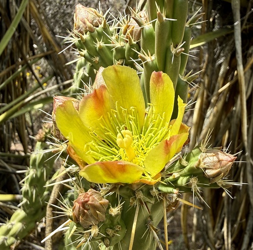 Brownspined pricklypear (Cylindropuntia bernardina)