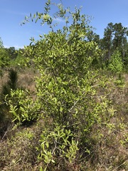 Quercus incana