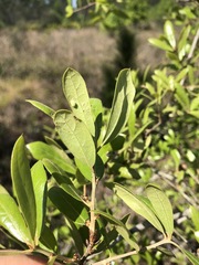 Quercus incana