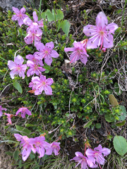 Rhodothamnus chamaecistus