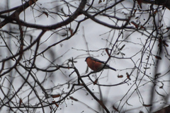 Pyrrhula pyrrhula