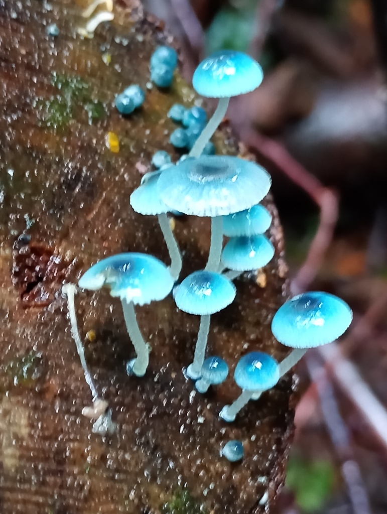 Mycena cyanocephala · April 2026 · photo: © ricardo_bj (iNaturalist, cc0)