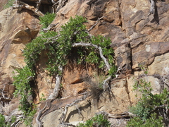 Ficus ilicina, photograph author not stated, no rights reserved