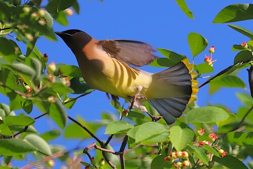 Cedar Waxwing photographed in Georgia