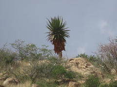 Aloe littoralis, photograph author not stated, no rights reserved
