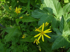 Senecio nemorensis