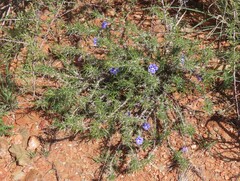 Aptosimum spinescens, photograph author not stated, no rights reserved