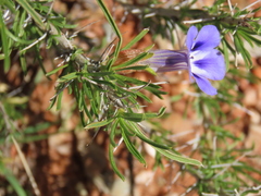 Aptosimum spinescens, photograph author not stated, no rights reserved