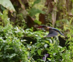 Pelargopsis capensis