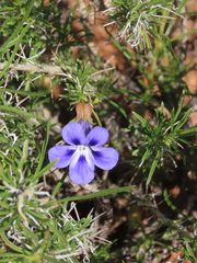 Aptosimum spinescens, photograph author not stated, no rights reserved