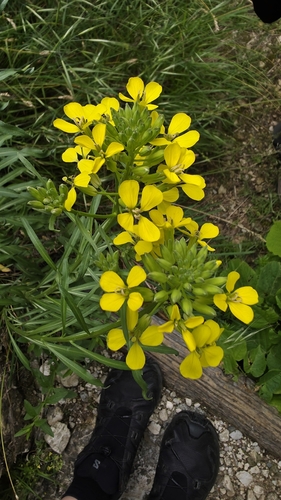 Erysimum rhaeticum, photograph 5