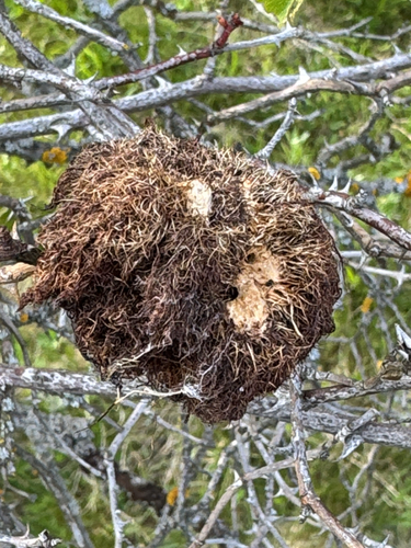 Mossy Rose Gall Wasp