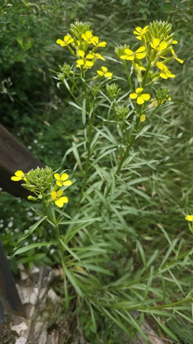 Erysimum rhaeticum, photograph 6