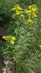Erysimum rhaeticum, photograph (c) Arianna, some rights reserved (CC BY)
