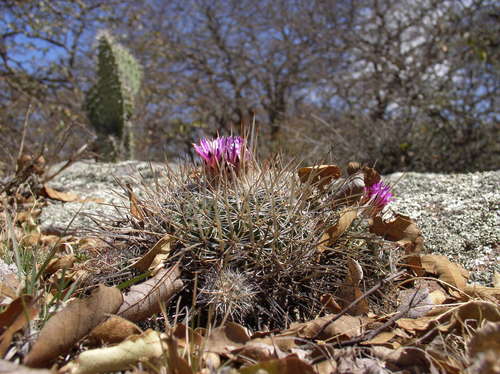 Echinofossulocactus ochoterenanus