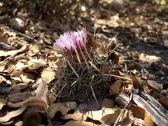 Echinofossulocactus ochoterenaus