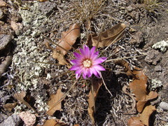 Echinofossulocactus ochoterenaus