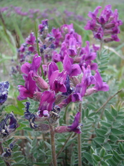 Oxytropis erecta