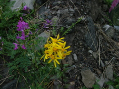 Senecio nemorensis