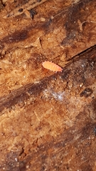Bilobella braunerae