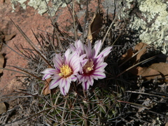 Echinofossulocactus ochoterenaus