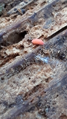 Bilobella braunerae