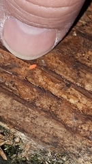 Bilobella braunerae