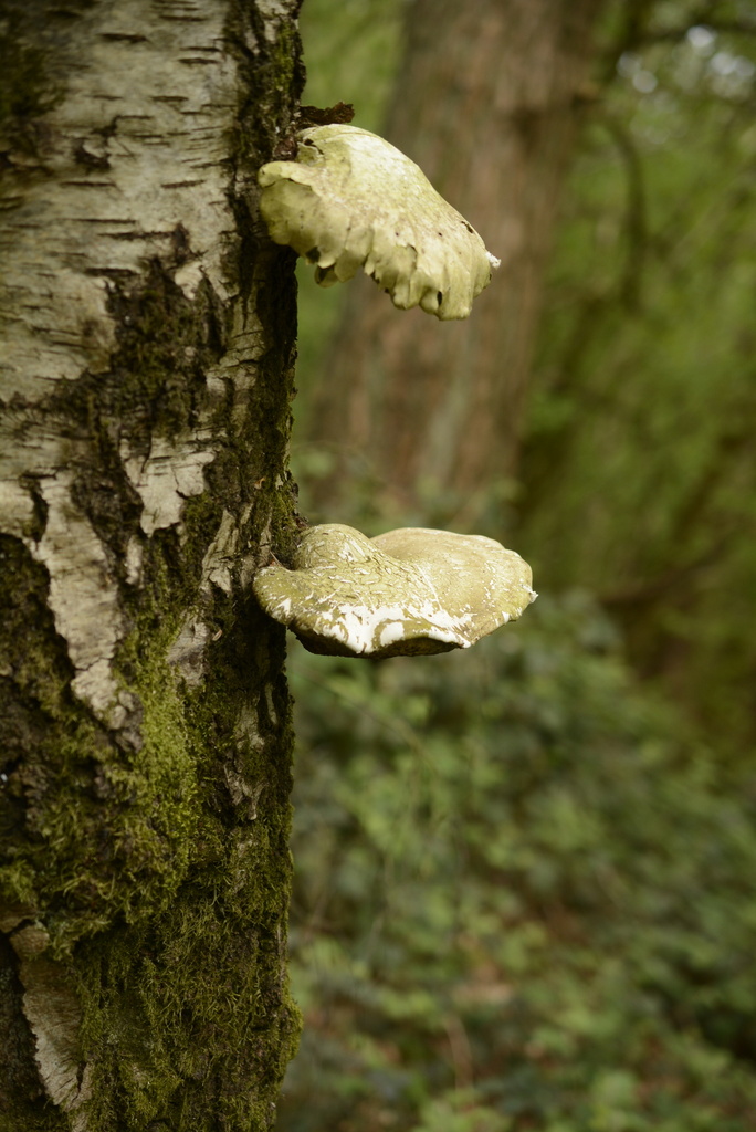 Fomitopsis betulina · May 2026 · photo: © cryptomarasmius (iNaturalist, cc-by)