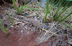 Varanus panoptes rubidus
