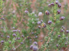 Eriocephalus ericoides, photograph author not stated, no rights reserved