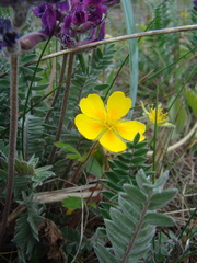 Potentilla stolonifera
