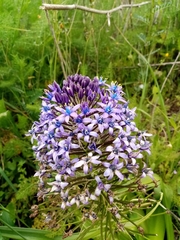 Scilla peruviana