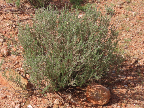 Eriocephalus ericoides, photograph 5