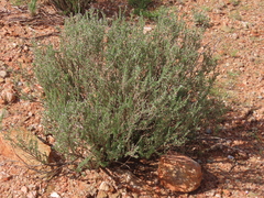 Eriocephalus ericoides, photograph author not stated, no rights reserved