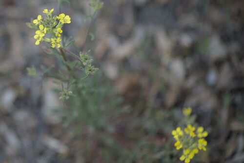 Erysimum crepidifolium, photograph 4