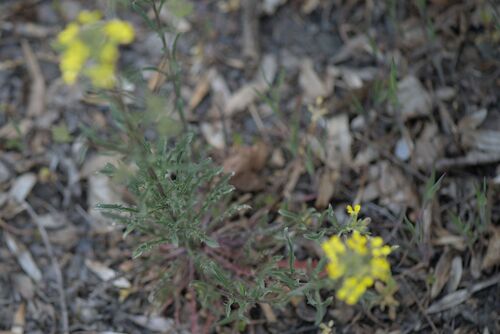Erysimum crepidifolium, photograph 5