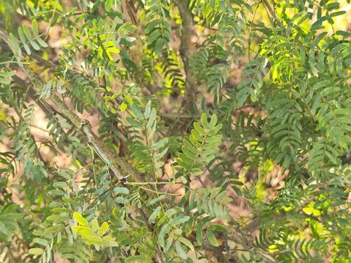 Vachellia albicorticata, photograph 1