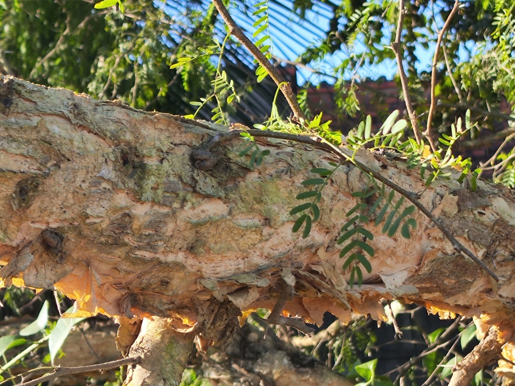 Vachellia albicorticata; photograph (c) Silvia Ten, some rights reserved (CC BY)