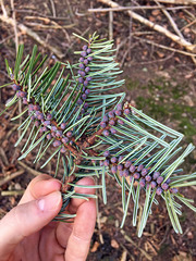 Pinaceae