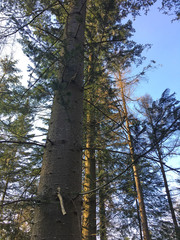 Pinaceae
