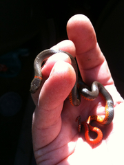 Diadophis punctatus similis