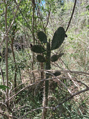 Consolea rubescens, photograph 3
