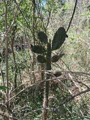 (c) Kurt Miller, some rights reserved (CC BY-SA) Consolea rubescens, photograph (c) Kurt Miller, some rights reserved (CC BY-SA)