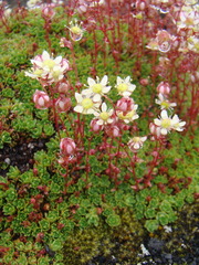 Saxifraga bronchialis funstonii