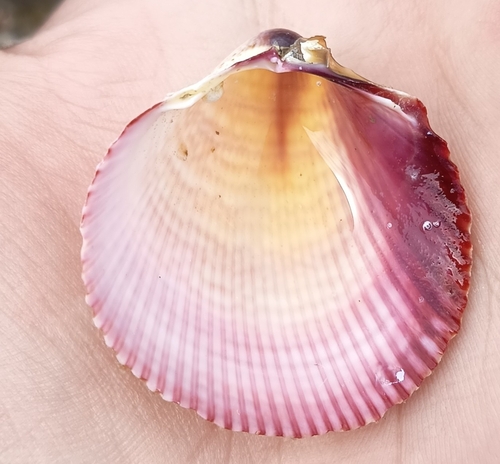 Fragile Cockle