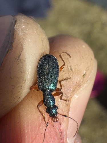 chine beetle
