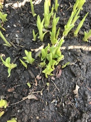 Hemerocallis fulva