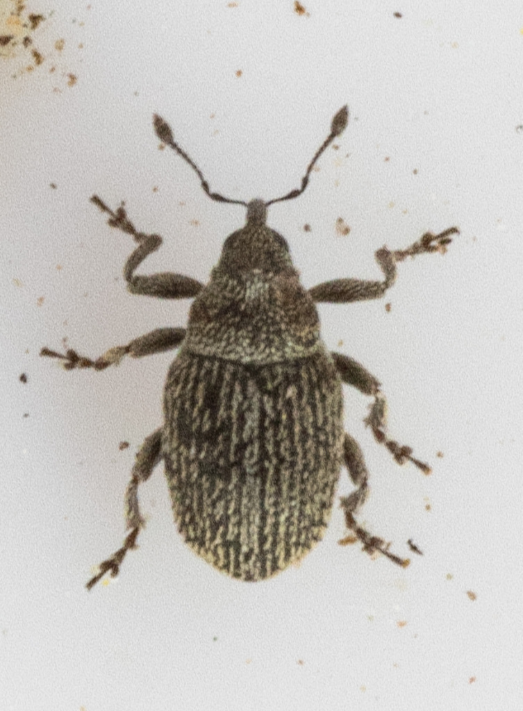 Ceutorhynchus turbatus