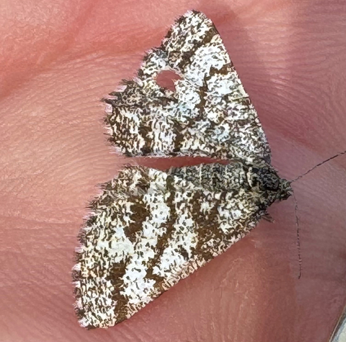 Common Heath