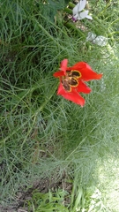Tulipa agenensis